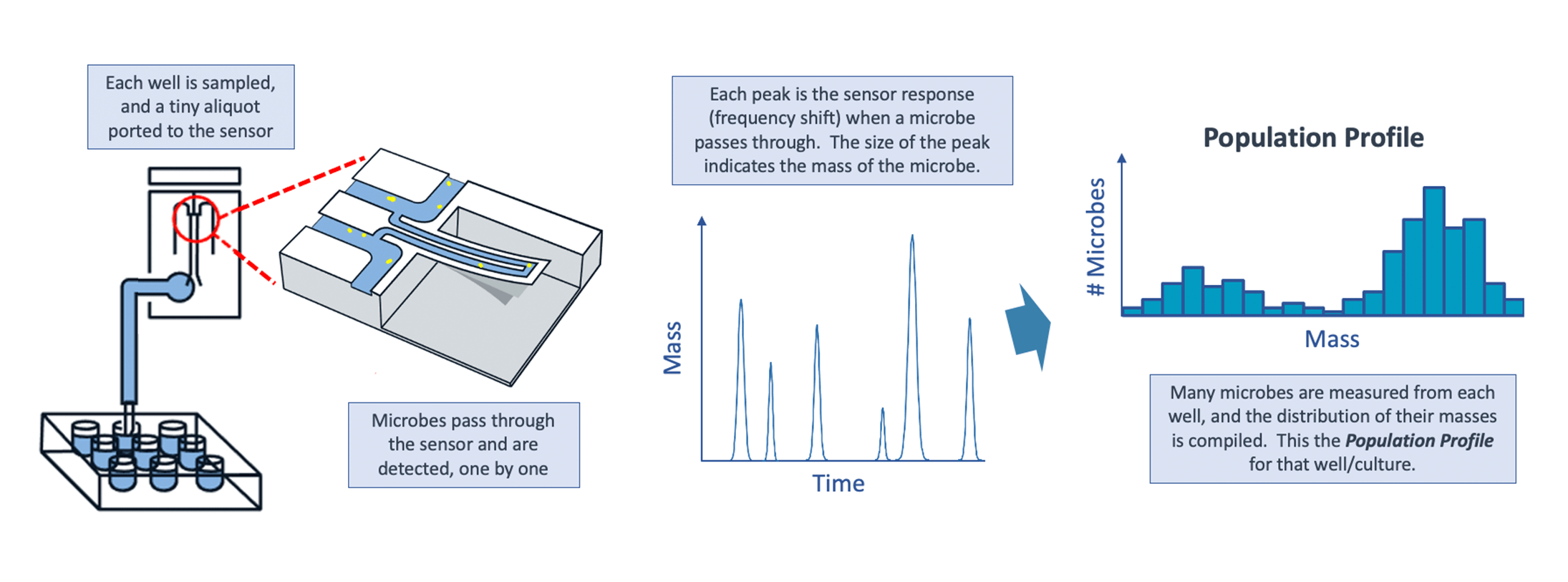 LifeScale's unique microfluidic sensor detects individual bacteria in each well, enabling microbe replication and culture growth to be measured with unmatched precision. But LifeScale goes further - by measuring the mass of each bacterium, it generates a detailed population profile of each culture that leads to a faster and more accurate result